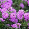 Purple Trailing Lantana Live Plant - 4-6 Inch Tall Perennial Outdoor Flower - Image 1