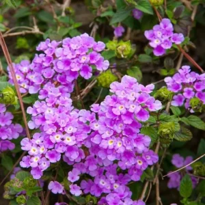 Purple Trailing Lantana Live Plant - 4-6 Inch Tall Perennial Outdoor Flower - Image 9