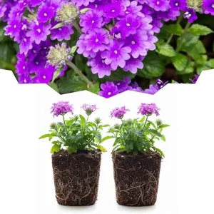 Purple Verbena Live Plants - Set of 2 Perennial Flowers, Full Sun, USDA Zones 7-10 Outdoor - Image 4