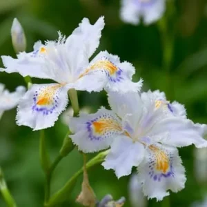 Purple Walking Iris Live Plants – 4 Pack for Outdoor Garden, 3-5 in Tall - Image 5