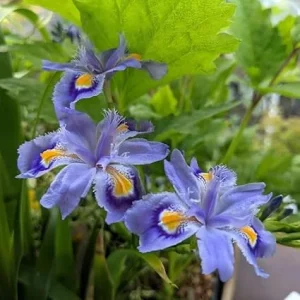 Purple Walking Iris Live Plants, 4-Pack, Outdoor Garden, 3-5 in Tall - Image 3