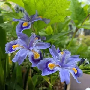 Purple Walking Iris Live Plants, 4-Pack, Outdoor Garden, 3-5 in Tall - Image 4