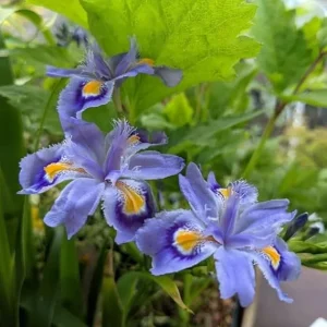 Purple Walking Iris Live Plants, 4-Pack, Outdoor Garden, 3-5 in Tall - Image 6