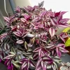 Purple Wandering Jew Live Plant - Tradescantia House Plant 4 Inch Pot Indoor - Image 1