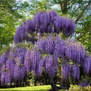 Purple Wisteria Live Plant, 6-12 Inch Potted Vine, Hardy Perennial Flower - Image 2