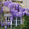 Purple Wisteria Live Plant, 6-12 Inch Potted Wisteria Tree, Hardy Perennial Vine - Image 1