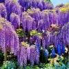 Purple Wisteria Live Plant - 6-12" Tall Fragrant Climbing Vine for Outdoor Garden - Image 1