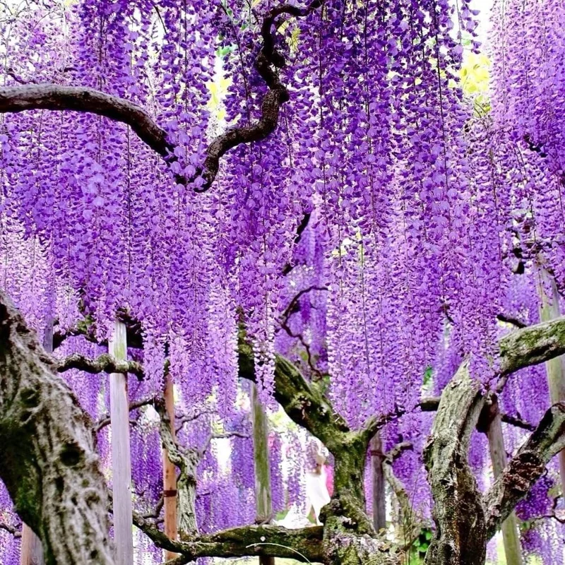 Purple Wisteria Live Plant – Fragrant Climbing Vine, 6-12" Tall in 2.5" Pot - Image 2