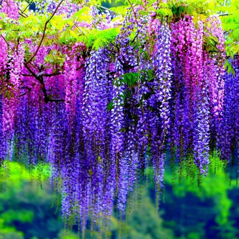 Purple Wisteria Live Plant – Fragrant Climbing Vine, 6-12" Tall in 2.5" Pot - Image 3