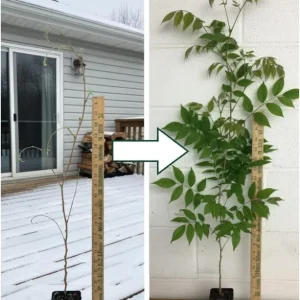 Purple Wisteria Live Plant – Fragrant Climbing Vine, 6-12