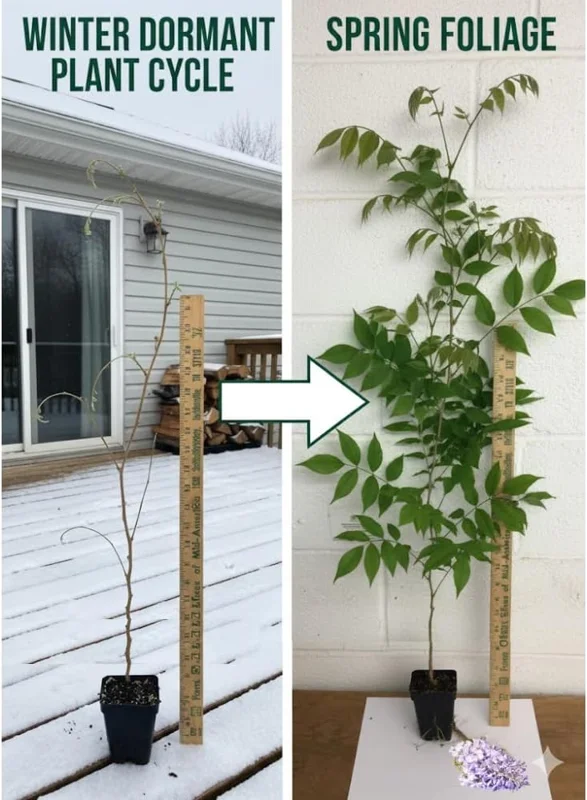 Purple Wisteria Live Plant – Fragrant Climbing Vine, 6-12" Tall in 2.5" Pot - Image 4