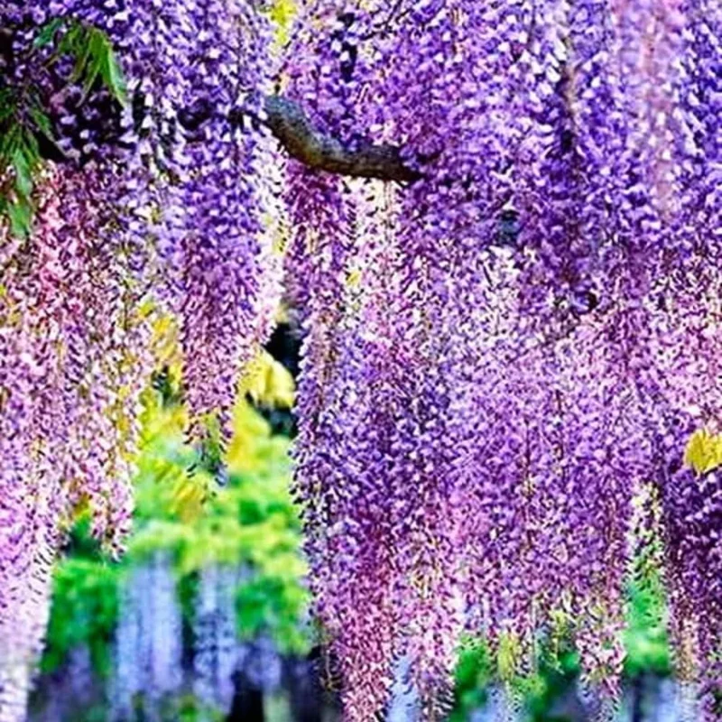 Purple Wisteria Live Plant – Fragrant Climbing Vine, 6-12" Tall in 2.5" Pot - Image 6