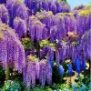 Purple Wisteria Live Plant – Fragrant Climbing Vine, 6-12" Tall in 2.5" Pot - Image 1
