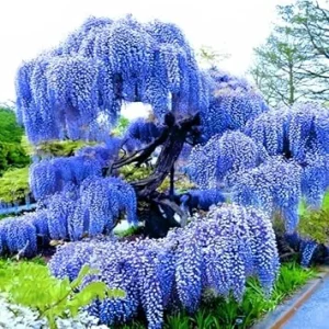 Purple Wisteria Tree Live Plant – 3 Feet Tall – Fragrant Fast-Growing Outdoor Vine - Image 6