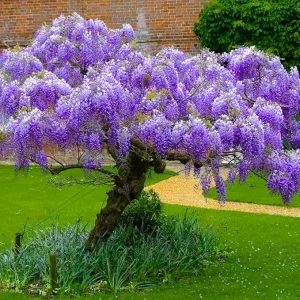 Purple Wisteria Tree Live Plant – 6-15 Inch, 2.5 Inch Pot – Fragrant Flowering Vine - Image 2