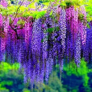 Purple Wisteria Vine Live Plant – 6-12
