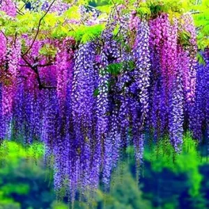 Purple Wisteria Vine Live Plant – 6-12