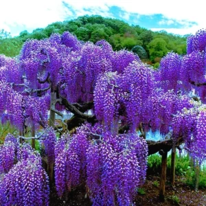 Purple Wisteria Vine Live Plant, 6-12