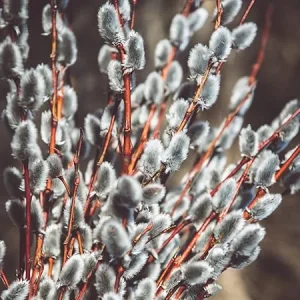 Pussy Willow Bare Root Trees - Set of 2, 1-2 ft Tall, Dormant Live Plants, Outdoor - Image 4