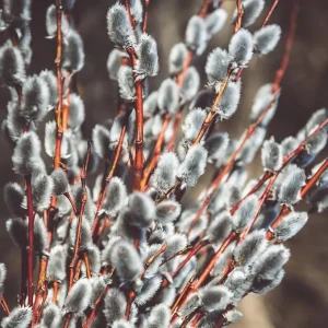 Pussy Willow Bare Root Trees - Set of 2, 1-2 ft Tall, Dormant Live Plants, Outdoor - Image 5