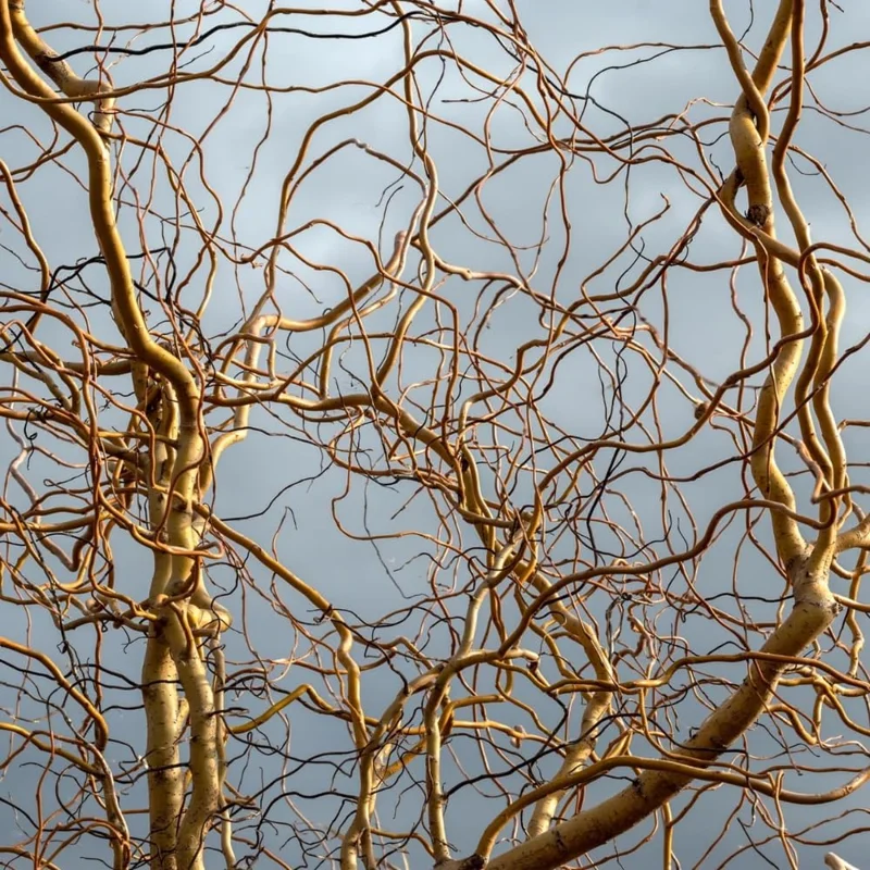 Pussy Willow Bare Roots - Set of 2 Live Plants, 1-2 ft Tall, Cold Hardy, Fast Growing Outdoor - Image 2