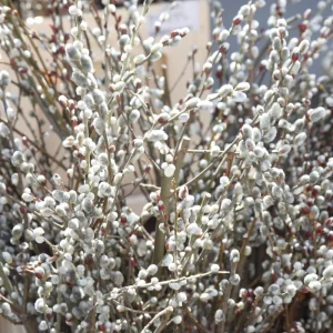 Pussy Willow Bare Roots - Set of 2 Live Plants, 1-2 ft Tall, Cold Hardy, Fast Growing Outdoor - Image 1