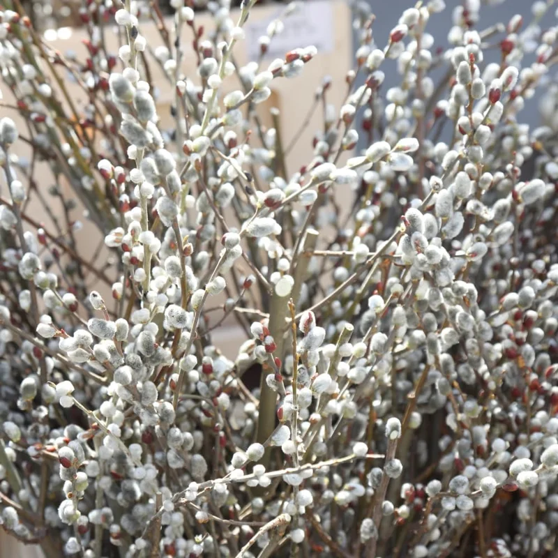 Pussy Willow Bare Roots - Set of 2 Live Plants, 1-2 ft Tall, Cold Hardy, Fast Growing Outdoor - Image 1