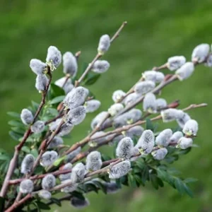 Pussy Willow Live Plant – 1 Gallon Pot, Hardy Outdoor Shrub, Zones 4-8 - Image 3