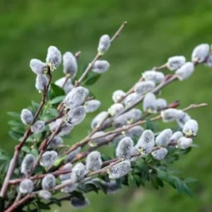 Pussy Willow Live Plant – 1 Gallon Pot, Hardy Outdoor Shrub, Zones 4-8 - Image 4