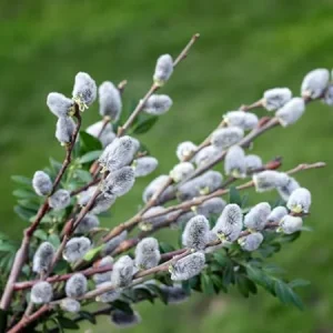 Pussy Willow Live Plant – 1 Gallon Pot, Hardy Outdoor Shrub, Zones 4-8 - Image 7