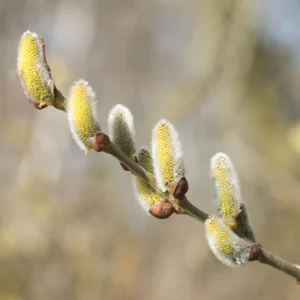 Pussy Willow Live Plant - 2.5 inch Pot - Hardy Shrub for Outdoor Planting - Image 2