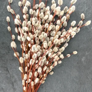 Pussy Willow Live Plant - 2.5 inch Pot - Hardy Shrub for Outdoor Planting - Image 4