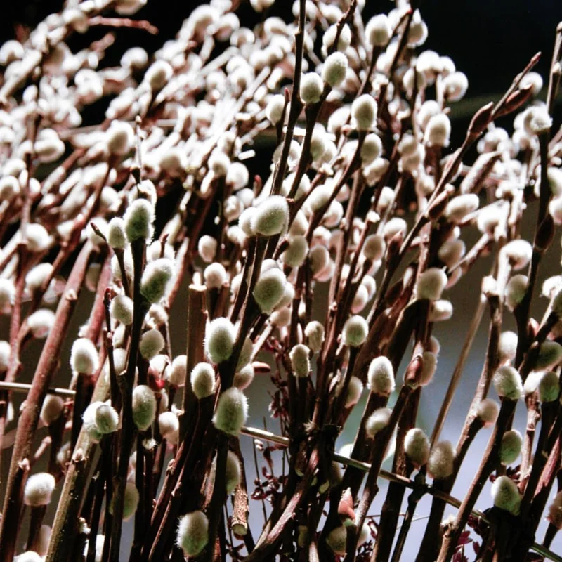 Pussy Willow Live Plant - 2.5 inch Pot - Hardy Shrub for Outdoor Planting - Image 5
