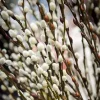 Pussy Willow Live Plant - 2.5 inch Pot - Hardy Shrub for Outdoor Planting - Image 1
