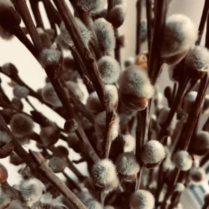 Pussy Willow Live Plant – 2.5” Pot, Hardy Shrub, 6-12 Inch Tall, Outdoor - Image 1