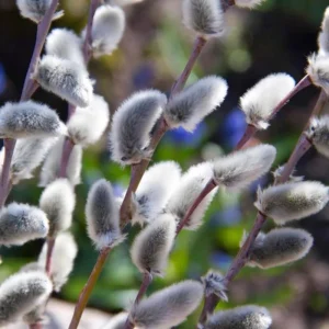 Pussy Willow Live Plant – 2.5” Pot, Hardy Shrub, 6-12 Inch Tall, Outdoor - Image 5