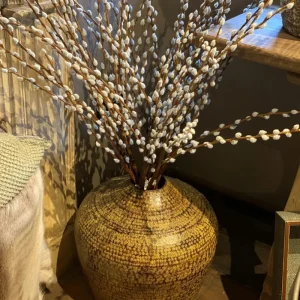 Pussy Willow Live Plant – 2.5” Pot, Hardy Shrub, 6-12 Inch Tall, Outdoor - Image 6