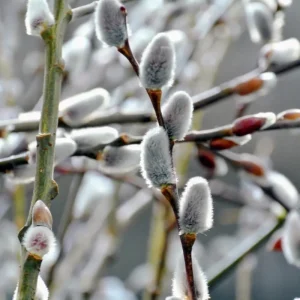 Pussy Willow Live Plant – 2.5” Pot, Hardy Shrub, 6-12 Inch Tall, Outdoor - Image 7