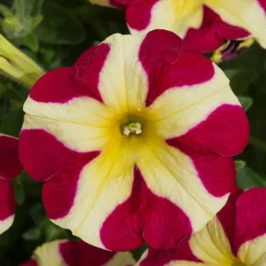 Queen of Hearts Petunia Live Plants, Pink Yellow Bicolor, Trailing, 4-Pack, 3-6 Inch Tall - Image 10