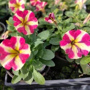 Queen of Hearts Petunia Live Plants, Pink Yellow Bicolor, Trailing, 4-Pack, 3-6 Inch Tall - Image 2