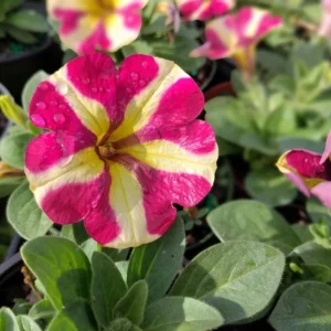 Queen of Hearts Petunia Live Plants, Pink Yellow Bicolor, Trailing, 4-Pack, 3-6 Inch Tall - Image 3