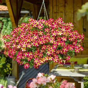 Queen of Hearts Petunia Live Plants – Pink Yellow Bicolor Flowers, 2-Pack Starter, 3-6 Inch Tall - Image 1