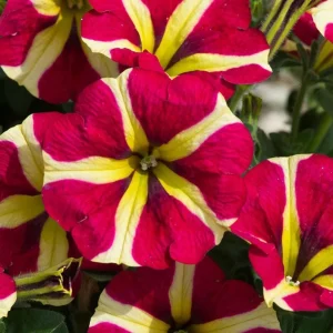 Queen of Hearts Petunia Live Plants, Pink Yellow Bicolor, Trailing, 4-Pack, 3-6 Inch Tall - Image 8