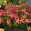 Queen of Hearts Petunia Live Plants, Pink Yellow Bicolor, Trailing, 4-Pack, 3-6 Inch Tall - Image 1