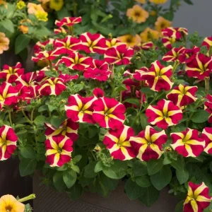 Queen of Hearts Petunia Live Plants, Pink Yellow Bicolor, Trailing, 4-Pack, 3-6 Inch Tall - Image 1