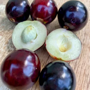 Rainforest Plum (Eugenia candolleana) Live Plant - Tropical Purple Fruit Tree Seedling, 2.5-5'' Tall - Image 10