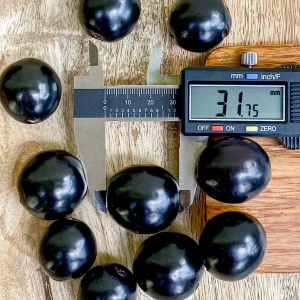 Rainforest Plum (Eugenia candolleana) Live Plant - Tropical Purple Fruit Tree Seedling, 2.5-5'' Tall - Image 2