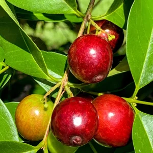 Rainforest Plum (Eugenia candolleana) Live Plant - Tropical Purple Fruit Tree Seedling, 2.5-5'' Tall - Image 3