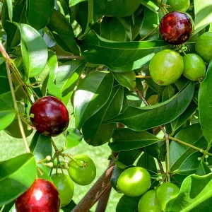 Rainforest Plum (Eugenia candolleana) Live Plant - Tropical Purple Fruit Tree Seedling, 2.5-5'' Tall - Image 6