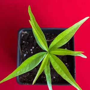 Rainforest Plum (Eugenia candolleana) Live Plant - Tropical Purple Fruit Tree Seedling, 2.5-5'' Tall - Image 8